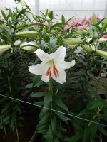 [5274 Siberia MAK No02.JPG]